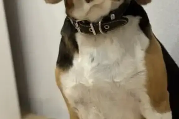 Пропал собака, Шварцевское сельское поселение, Тульская область - бигль, мальчик, 5 лет - photo