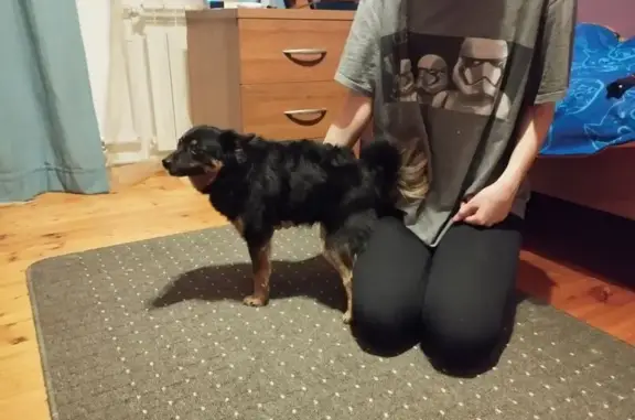 Найденные животные Волгоград, фото: Найдена собака, женская, Волгоград, Волгоградская область - розовый ошейник