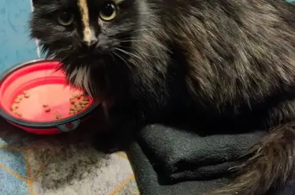 Найденные животные Саратов, фото: Найдена кошка, Огородная улица, 87Б, Саратов - ласковая и чистенькая