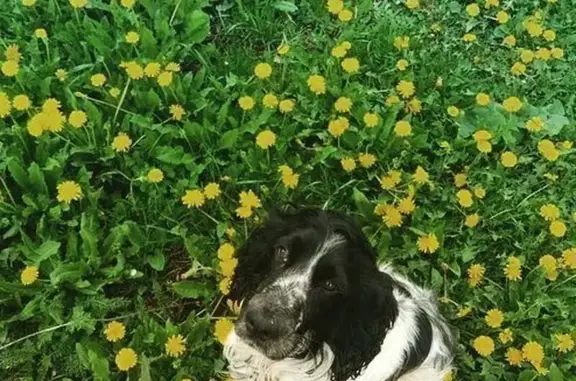Пропал собака, Лаишево, Татарстан - русский спаниель, окрас черно-белый - photo