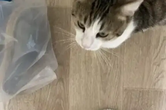 Пропал кот, улица Куйбышева, 65, городской округ Бузулук - photo