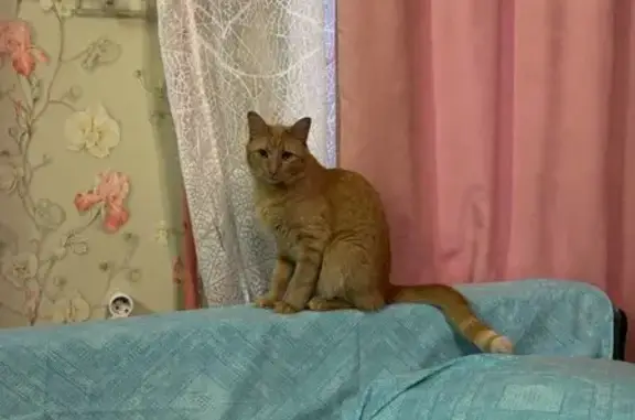 Пропал кот, Конторская улица, 12, Санкт-Петербург - рыжий, кастрирован, 3 года - photo