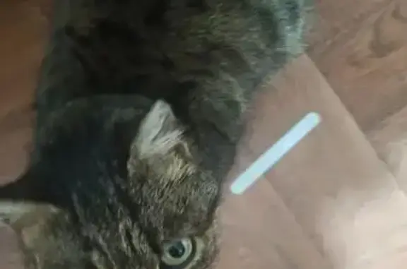 Найдена кошка, Поворино, фото: Найдена кошка, Поворино, Воронежская область - в ошейнике, находится в положении