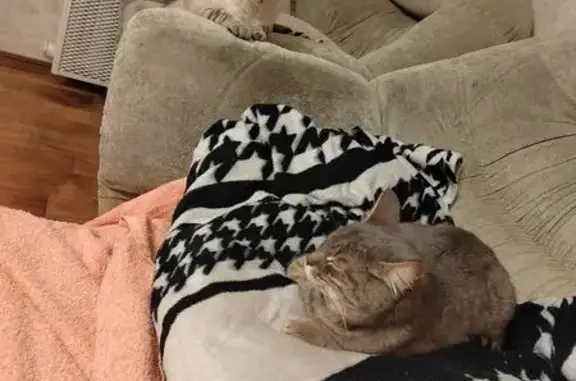 Найденные животные Дзержинск, фото: Найдена кошка, Октябрьская 5б, Дзержинск - серая породистая с красным ошейником