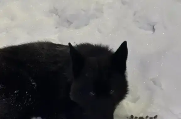 Найдена собака, Тула, фото: Найдена собака, Самоварная улица, 14, Тула - похож на волкособа