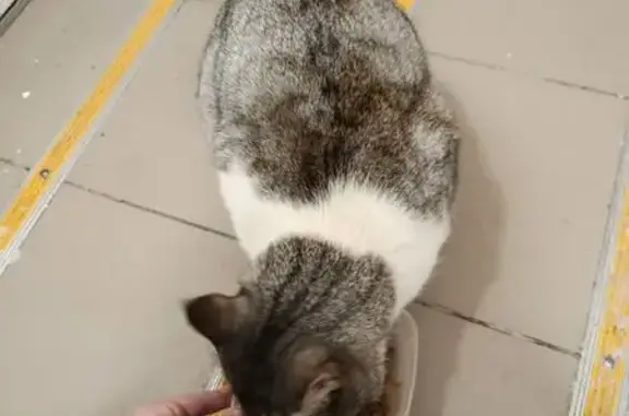 Найдена кошка, Чебоксары, фото: Найдена кошка, улица Академика В.Н. Челомея, Чебоксары - бело-рыжая, отказывается заходить в подъезд