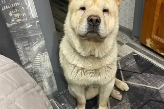 Пропал собака, Советская улица, 187, Покрово-Пригородное, Тамбов - кремовый чау чау - photo