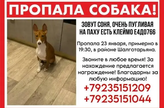 Пропала собака, проспект Ленина, Кемерово - рыже-белая, пугливая - photo