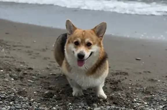 Пропала собака, улица Ленина, 298Б к13, Сочи - чёрная корги - photo