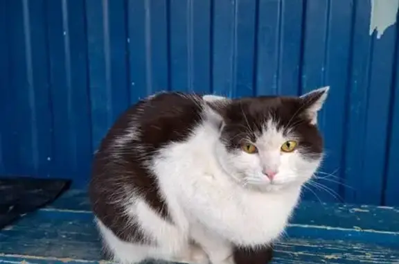Найденные животные Тольятти, фото: Найден кот, улица Ленина, Тольятти - чёрно-белый, кастрированный