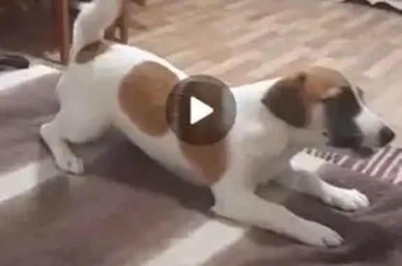 Пропала собака, улица Рыбников, 11, Нарьян-Мар - небольшая белая с коричневыми пятнами - photo