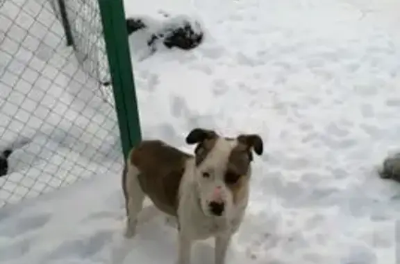 Найдена собака, Астрахань, фото: Найден собака, 2-я Онежская улица, Астрахань - спокойный, без ошейника