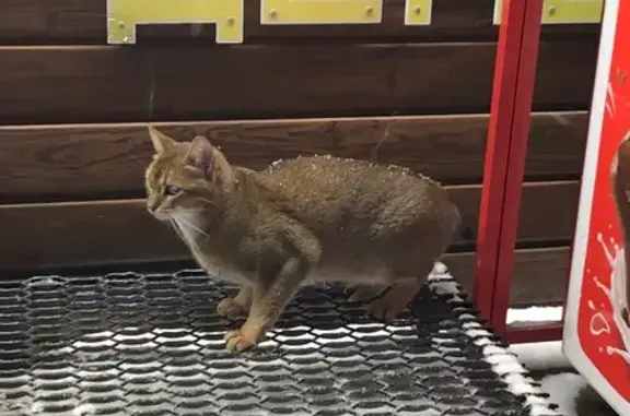 Найденные животные Ставрополь, фото: Найдена кошка, Ставрополь, Ставропольский край - возможно абиссинская