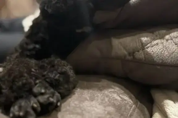 Пропала собака, Пушкинская улица, Всеволожск - той-пудель, чёрная с белым ошейником - photo