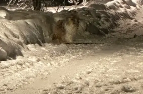 Бегает шелти, белая грудь, рыжая спина с серым, кончики ушей темные