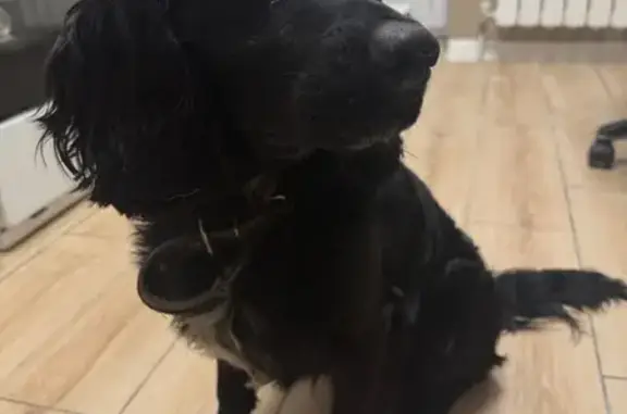 Найдена собака, Невинномысск, фото: Найдена собака, улица Кочубея, 199, Невинномысск - чёрный спаниель, ухоженный