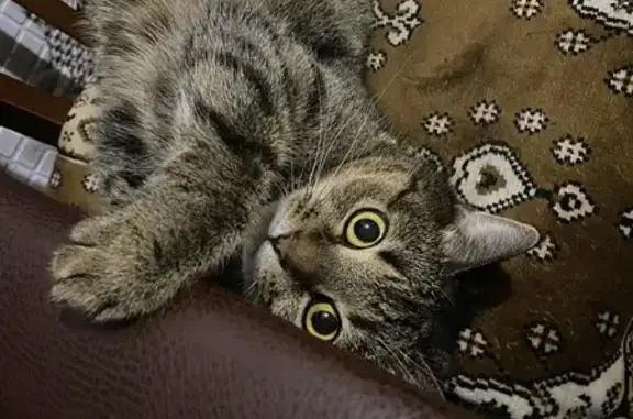 Пропала кошка, Огородная улица, 187, Саратов - тёмно-серая шерстка в полоску - photo