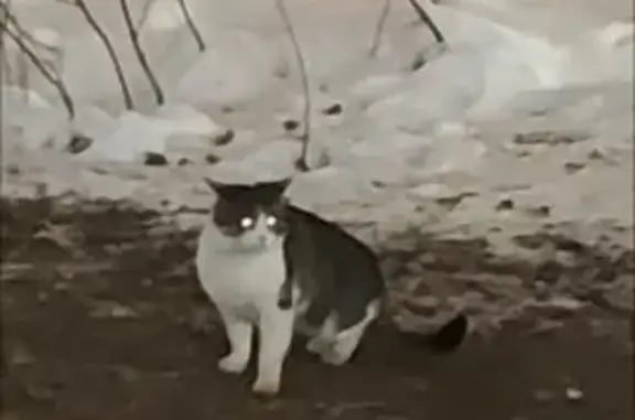 Объявления о пропавших и найденных животных, Москва, фото: Найдена кошка, Мироновская улица, Москва - новая у домиков