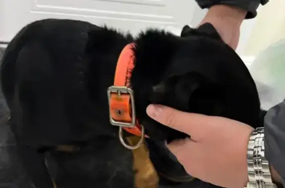 Найдена собака, Саранск, фото: Найдена собака, улица Коваленко, 33, Саранск - черная с красно-оранжевым ошейником