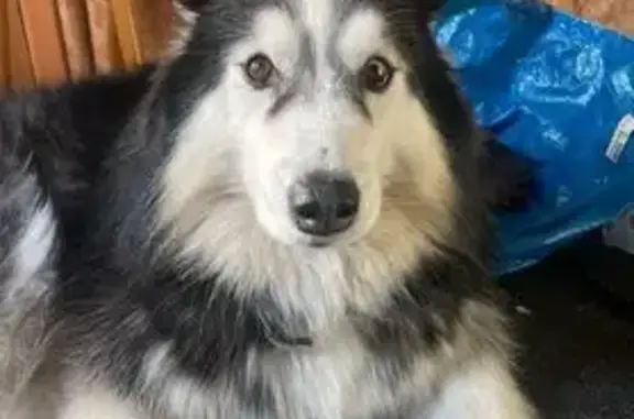 Найдена собака, Могутово, фото: Найдена собака, Могутово, Московская область - порода Маламут, один глаз наполовину голубой