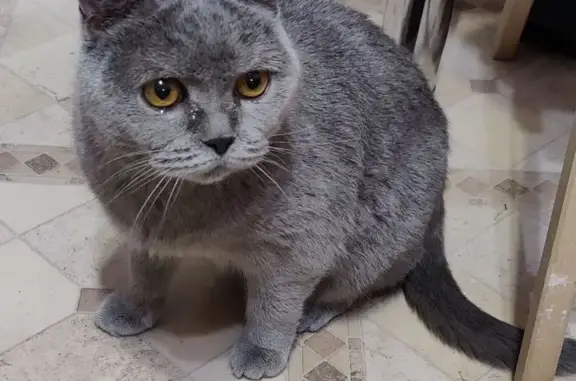 Найдена кошка, Москва, фото: Найдена кошка с апельсиновыми глазами, улица Обручева, 41, Москва