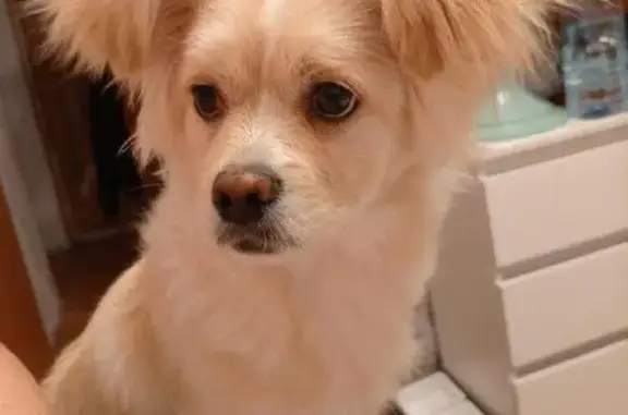 Пропала собака, Братеевская улица, 18 к1, Москва - щенок 8 месяцев, палевый окрас - photo