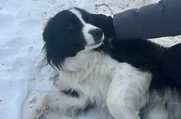 Найдена собака, Алтуховка, фото: Найден собака, мужской, Алтуховка, Смоленская область