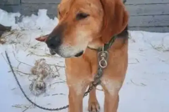 Найдена собака, Александровка, фото: Найден собака, мужской, Октябрьская улица, Александровка - щенок охотничьей породы