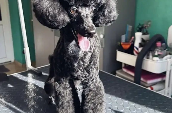 Пропала собака, Пушкинская улица, Всеволожск - той-пудель, чёрная с белым ошейником - photo