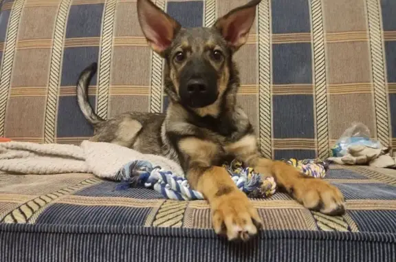 Пропал щенок, Ленинский проспект (дублёр), Москва - метис овчарки, очень пугливый - photo