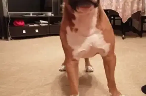 Пропала собака, мужской, Оренбург, Оренбургская область - возрастной стаффорд - photo