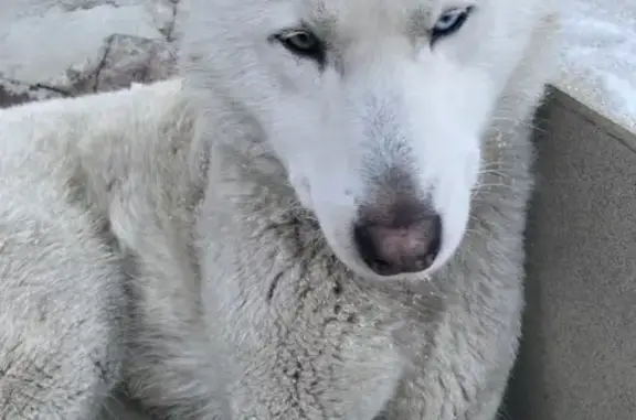 Объявления о пропавших и найденных животных, Абакан, фото: Найдена собака, Пирятинская улица, 3Б, Абакан - очень добрая и умная
