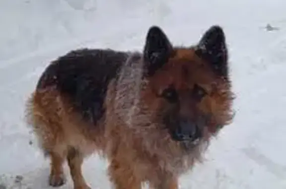 Найденные животные Новоспасское, фото: Найден собака, Борзуново, Новоспасское - немецкая овчарка, коричневый окрас