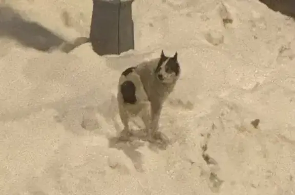 Найдена собака, Москва, фото: Найдена собака, улица Академика Анохина, 2 к2, Москва - белая с тёмными пятнами