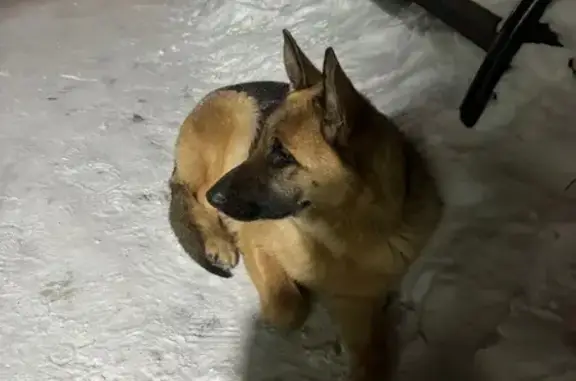 Найдена собака, Ангарск, фото: Найдена собака, 10, Ангарск