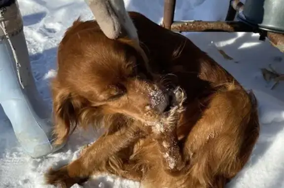 Найдена собака, Корфовское, фото: Найден собака, мужской, «Уссури», Корфовское городское поселение - рыжая шерсть и светоотражающий ошейник