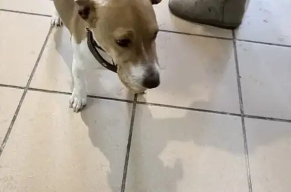 Найденные животные Кинешма, фото: Найдена собака, Завокзальная улица, Кинешма - Джек Рассел терьер с ошейником