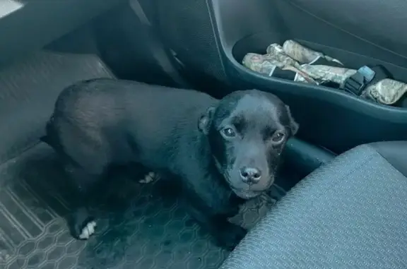 Найдена собака, Назарово, фото: Найдена собака, Назарово, Красноярский край - чёрная, смешанная порода