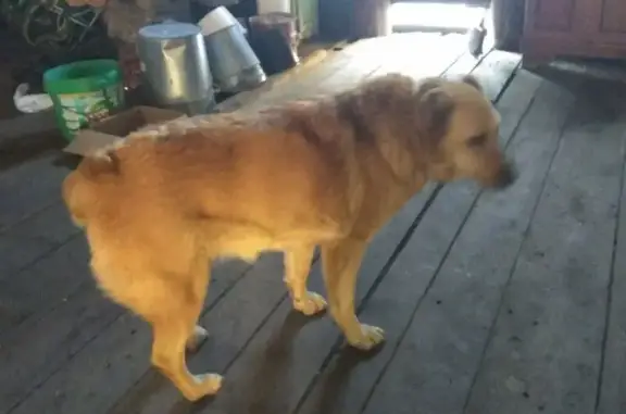 Пропала собака, улица Победы, 2, Глинское - алабай с купированными ушами и хвостом - photo