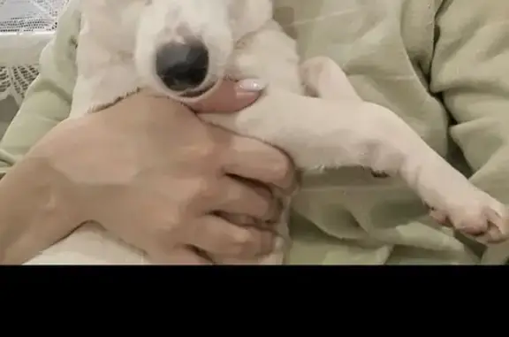 Пропала собака, Юго-Западный бульвар, Чебоксары - белый окрас с оранжевыми пятнами на ушах - photo