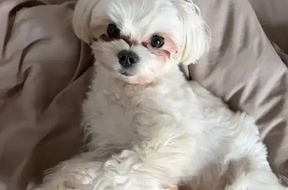 Пропал собака, мужской, Боровая улица, 34/24 литА, Санкт-Петербург - белый с аллергией - photo