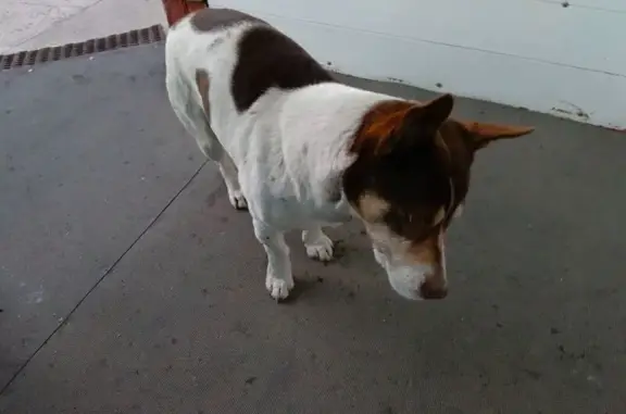 Пропал собака, улица Свердлова, Усть-Абакан - зовут Вольт - photo