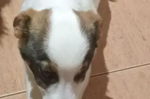 Найдена собака, Широкобуеракское, фото: Найден собака, Р-228, Широкобуеракское сельское поселение - в сугробах на трассе