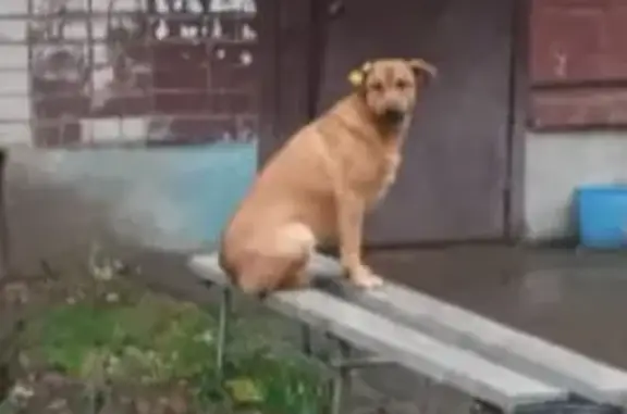 Пропала собака, улица Рахимова, 25, Казань - рыжая, стерилизована, без хвоста - photo