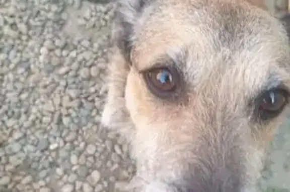 Пропал собака, улица Бормина, 4, Курганинск - рыжий мальчик, небольшой - photo