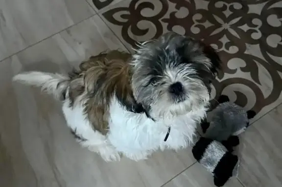 Пропала собака, женский пол, Центральная улица, Рамонь - красный ошейник с колокольчиком - photo