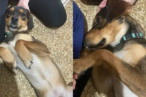 Найденные животные Новокузнецк, фото: Найдена собака, Шебелинская улица, 24, Новокузнецк