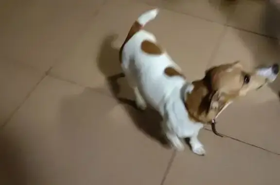 Найдена собака, Санаторная улица, Архипо-Осиповка - девочка породы Джек Рассел - photo