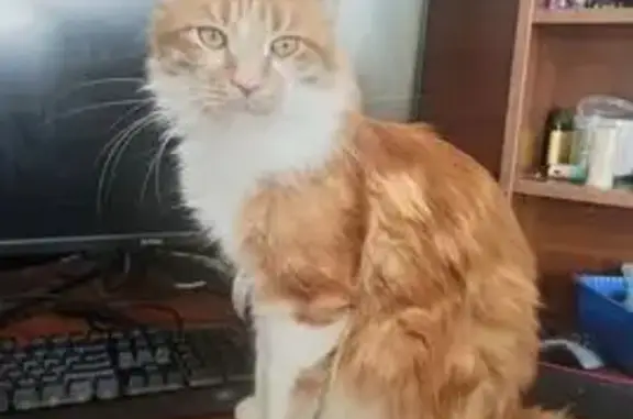 Пропал кот, улица Розы Люксембург, 299, Иркутск - рыжий с белой грудью и лапами - photo