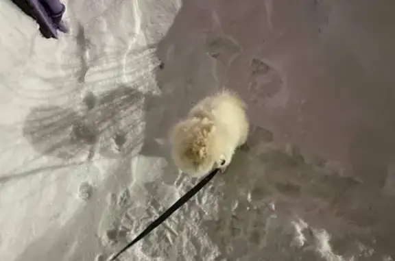 Пропал собака, улица Шишкина, Прокопьевск - белый окрас, щенок шпиц - photo